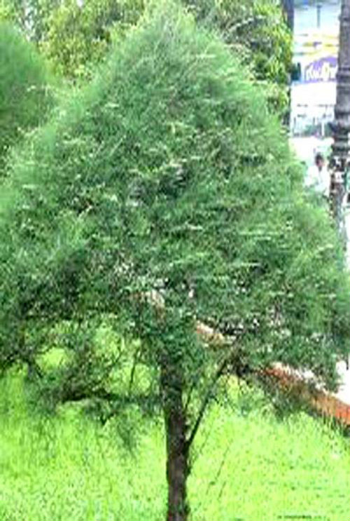 5 loại cây xui xẻo không trồng trong vườn nhà 1_635627435510625067.jpg (500×743)