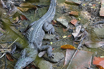 6 con cá sấu xổng chuồng ở Kiên Giang, mới bắt được 2