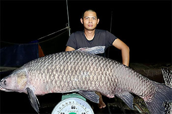 Cá trắm đen nặng hơn 40kg mắc câu ở Nghệ An