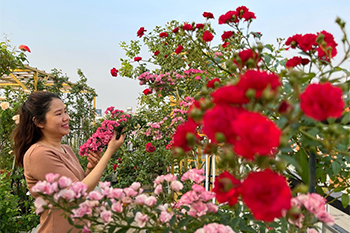 Giữa Sài Gòn có một vườn hoa hồng khoe sắc trên sân thượng đẹp muốn xỉu