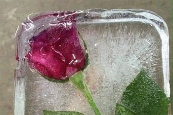 Nhìn hoa hồng bị ướp đá trong tủ lạnh, vợ tra hỏi thì nhận được câu trả lời chỉ biết ôm bụng cười về quà 8/3 từ chồng