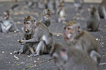 Không còn du khách, khỉ đột nhập vào nhà dân trộm đồ ăn ở Bali