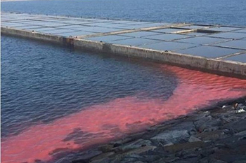 Xuất hiện dải nước màu đỏ dài 50 m ở biển Vũng Áng
